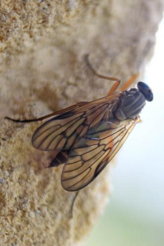 Rhagio vitripennis